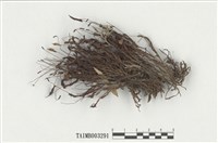 藏品(小金髮苔屬)的圖片